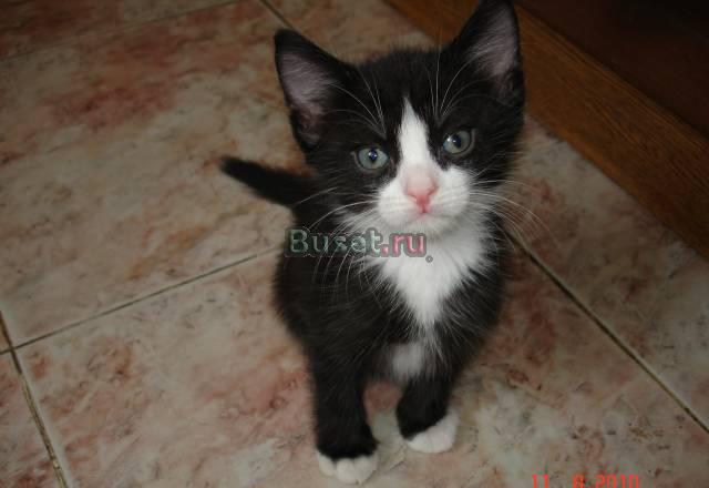 Котенок в дар 1.5 месяца Москва