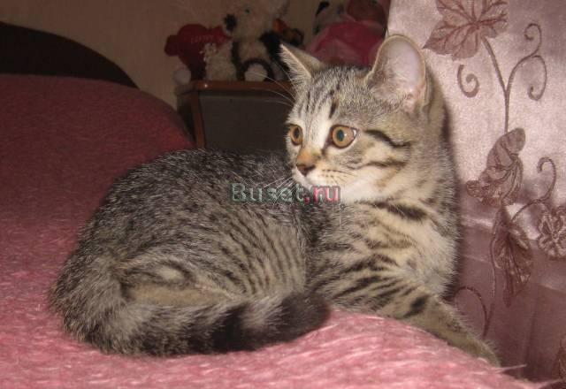 Британский котик Санкт-Петербург