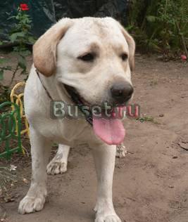 Передержка собак Москва