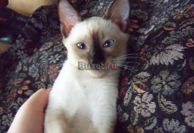 Сиамский котенок, 3 мес Санкт-Петербург