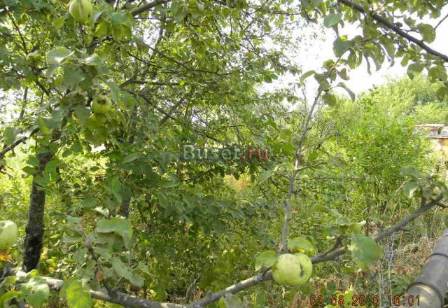 12 соток в СНТ "Ромашка" Москва