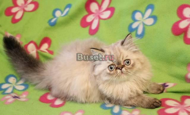 Персидские котята -фото наших котят в наличии Санкт-Петербург