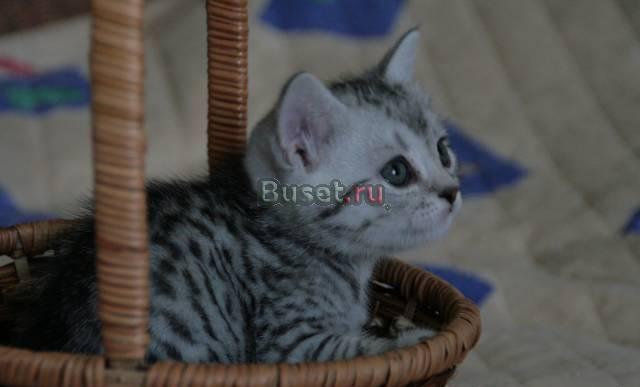 Куплю недорого или возьму в дар Курган