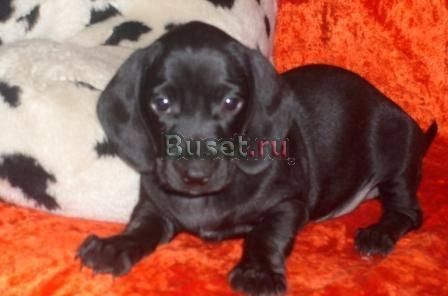 Щенок такса 2 месяца Кстово