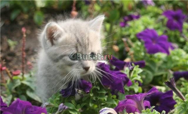 Британский котёнок-мальчикВ хорошие руки Москва