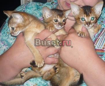 Абиссинские солнечные котята Москва