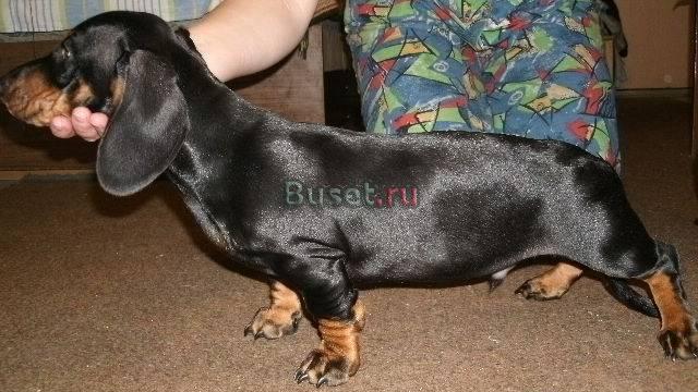 Щенок-подросток таксы Санкт-Петербург