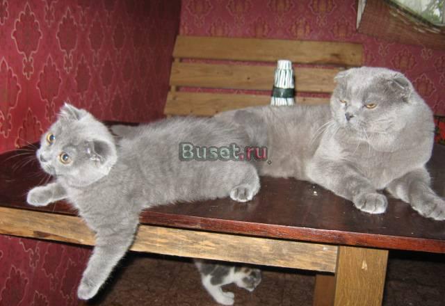 3мес вислоухие котики и кошечки помладше Санкт-Петербург