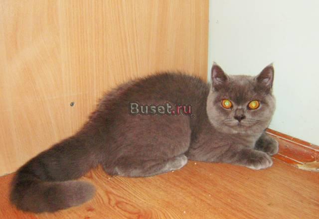 Британские котята Санкт-Петербург