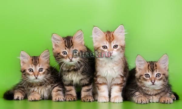 Сибирские котята  золотых и серебристых окрасов Волгоград