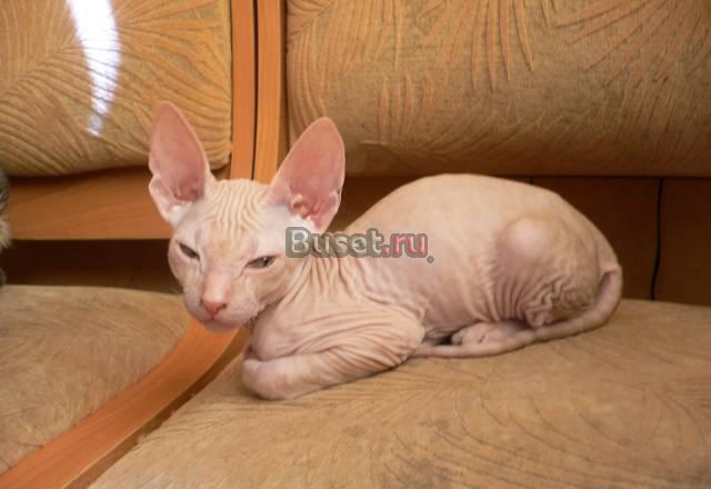 Котята донского сфикса (клубные) Омск
