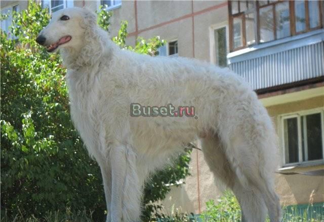 Русская псовая борзая Челябинск