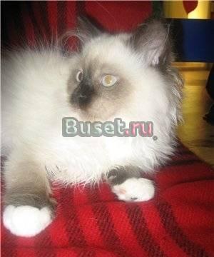 Котята редкой породы РЭГДОЛЛ Москва