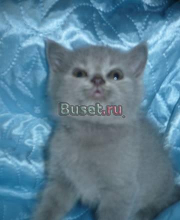 Котенок шотландский страйт,окрас голубой.недорого Москва