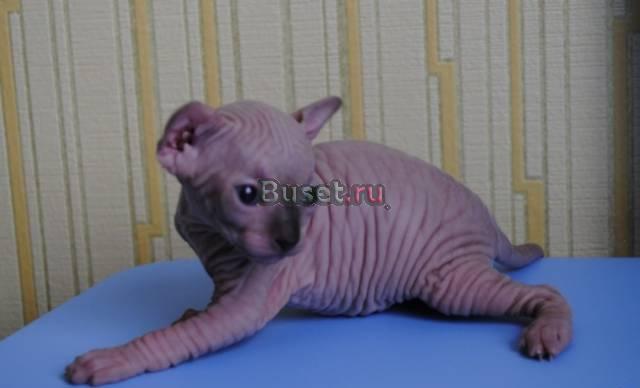 Котята кнадского сфинкса Волгоград