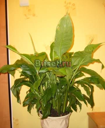 Цветок большой в офис Москва