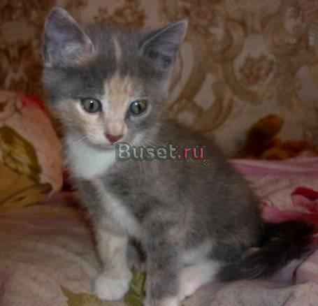 Британские котята Санкт-Петербург