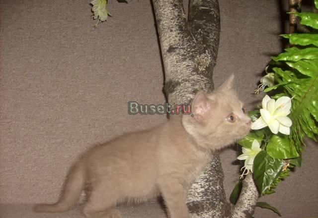 Шотландские котятаПлюшевое счастье Москва