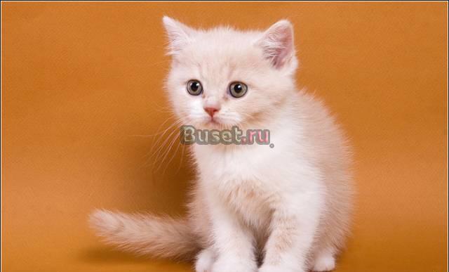 Британские котята разных окрасов Москва