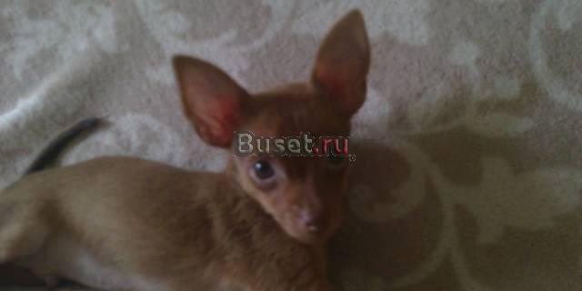 "Рыжуля" Санкт-Петербург