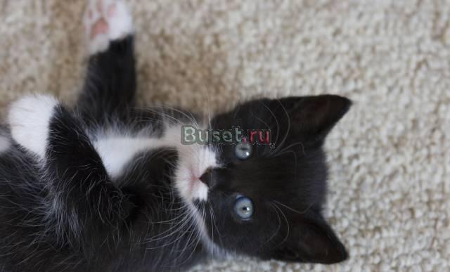 Продам за 48 рублей Санкт-Петербург