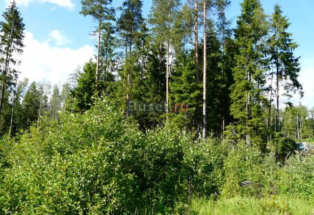 Левашово земел уч Санкт-Петербург