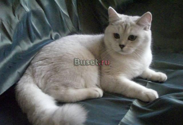 Британские котята Ростов-на-Дону