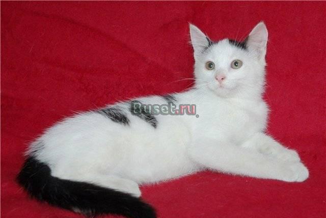 Красивые и умные котята по имени Чапа и Честер Санкт-Петербург