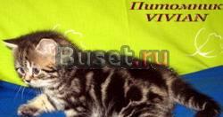 Элитные британские котята  из vivian Москва