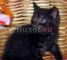 Британская дымная девочка .Питомник vivian Москва