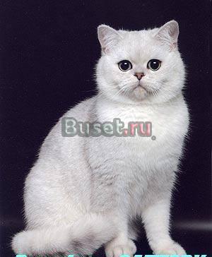 Чистопородные британские котята Ростов-на-Дону