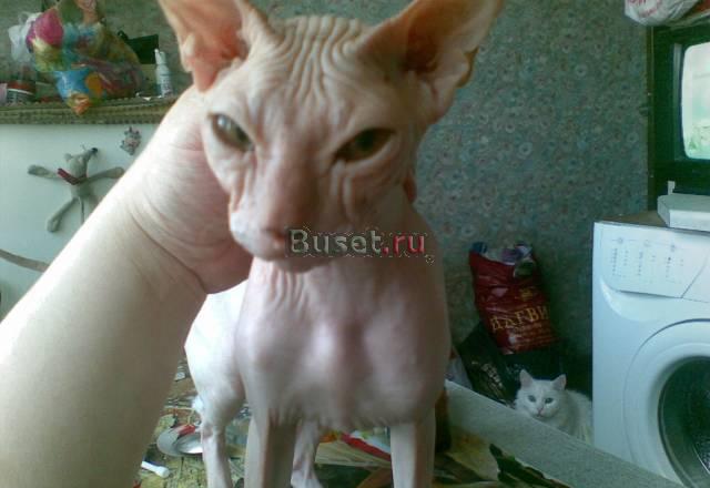 "Гостиница для кошек" Санкт-Петербург