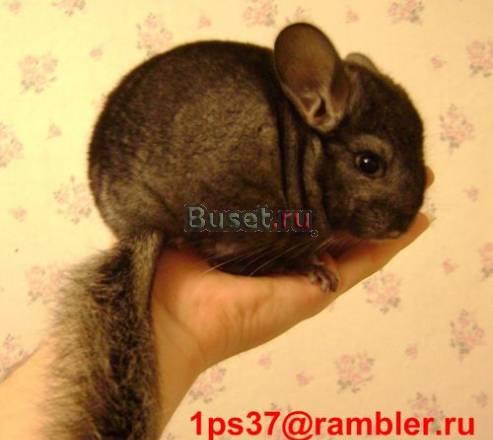 Шиншилла, шиншила, шиншиллы Мытищи