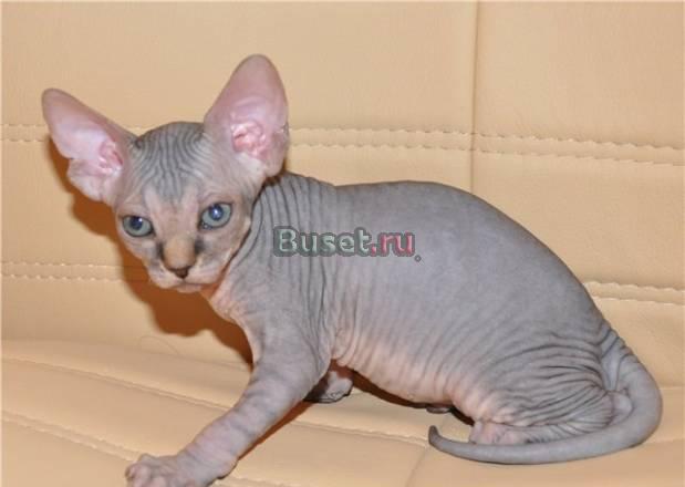 Канадский сфинкс  котята Москва