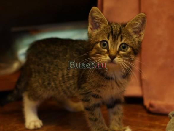 Озорной котенок для ответственных хозяев Москва