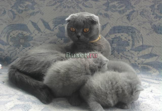 Шотландец вислоухий Бийск