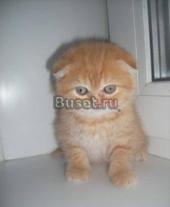 Шотландские вислоухие и страйт котята Москва