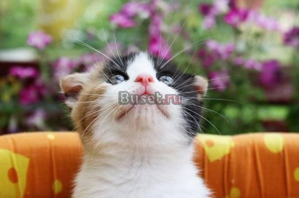 Шотландские вислоухие и прямоухие котята Москва