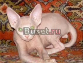 Котята канадского сфинкса Москва
