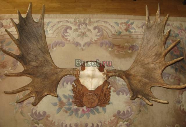Рога лося выставочный экземпляр Москва