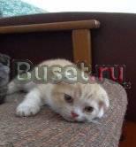 Котята Новосибирск