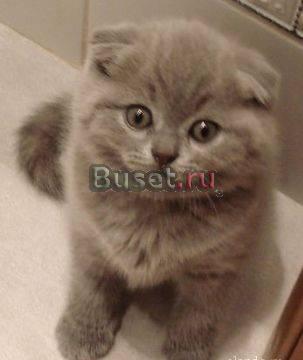 Британские и шотландские  котята Видное