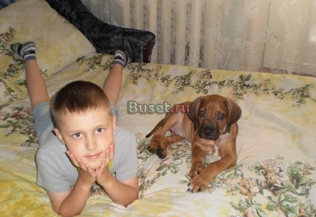 Родезийский риджбек Москва