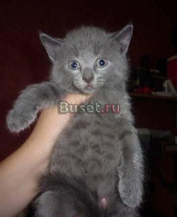 Метисы от британской кошки Москва