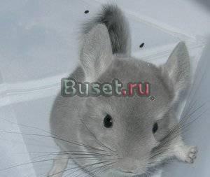 Шиншилла Кингисепп
