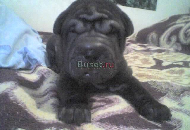 Щенок шарпея черный мальчик .недорого Ростов-на-Дону
