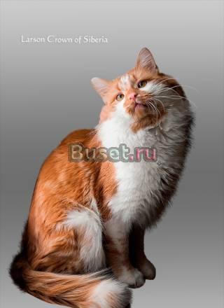 Сибирский кот Larson Crown of Siberia приглашает н Москва