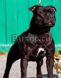 Сбт Щенки Английского стаффордширского бультерьера Челябинск