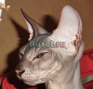 Котенок-лучший в помете породы  донской сфинка Москва