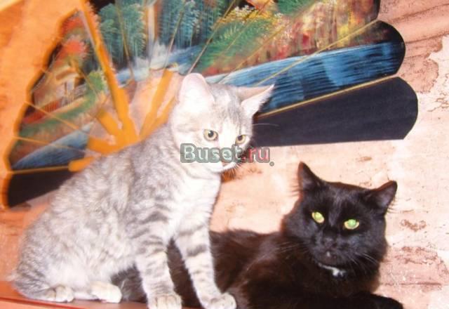 Передержка домашних любимцев Санкт-Петербург